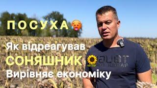 Як соняшник відреагував на посуху