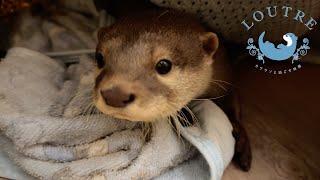 Otter Preparing To Sleep In A Dark Hole.