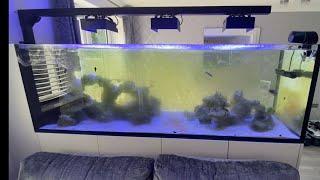 Waterbox peninsula 7225 220g reef aquarium build ep24. Return from holiday vacation filthy