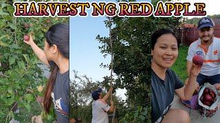 NAG HARVEST KAMI SA RED APPLES SA KABILANG BAHAY | NANLIBRE ANG SISTER IN LAW KO NG ICECREAM