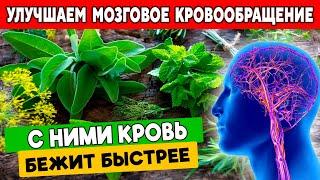 Как РАЗОГНАТЬ Мозговое Кровообращение. 5 - трав, которые ПОМОГУТ Мозгу Лучше РАБОТАТЬ.