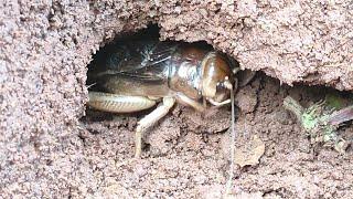 Hardworking of Cricket Insect!!