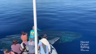 Whale Calf Splashes Onlookers During Incredible Close Encounter