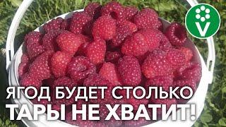 МАЛИНА: УХОД НА ВЕСЬ ГОД! Календарь-подсказка для вашего удобства