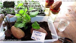 The Absolute Best Way to Start Sweet Potatoes for Slips: No Not in Water &  Slips Start in 4 Weeks