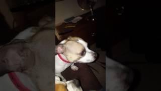 Funniest sneezing dog ever!!! Ps nothing wrong with him