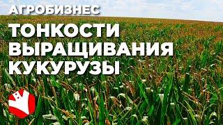 Выращивание кукурузы | КФХ Гриднев