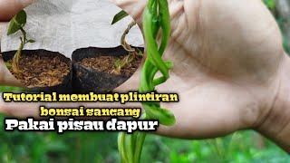 Membuat pelintiran extrim bonsai sancang pakek pisau dapur || premna microphylla