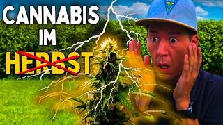 Cannabis - Deine Ernte retten  Wie du deine Blüten vor Schimmel rettest!