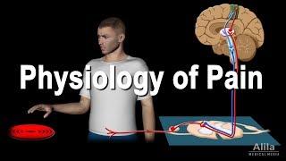 Physiology of Pain, Animation.
