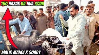 Malir Cow Mandi Latest Rates Update 2025 | Malir Mandi Ky Soady | Cow Prices 2024 & 2025