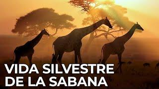El Mundo Salvaje: La Sabana Africana | Free Documentary Nature -  Español
