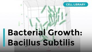 Growth of Bacteria: Bacilus subtilis