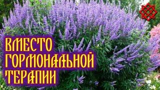 Vitex sacred in gynecology. Protnyak ordinary healing properties