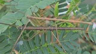 Stick bug eating tamarind leaves