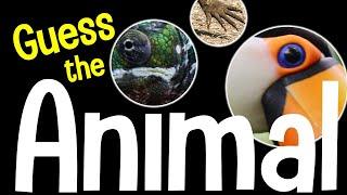 Guess the Animal Quiz | Animal Spotlight Game