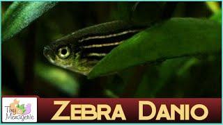 All About Zebra Danio: The Ultimate Beginner Fish?