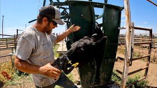 Spring Cattle Work Part 1- Home Ranch