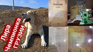 GEORGIAN MOUNTAIN DOGS / Грузинская горная собака НАГАЗИ Лира / Крови Гром, Махо, Туга, Мгело