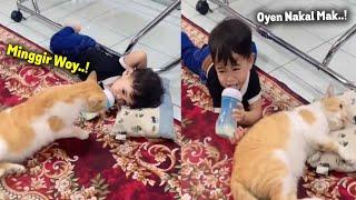 LUCU BANGET.! Bocil Nangis Lapor Ke Emak, Gara-gara Bantalnya Direbut Sama Si Oren ~ Kucing Lucu