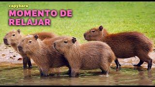 los CAPIBARA saben DISFRUTAR su TIEMPO LIBRE