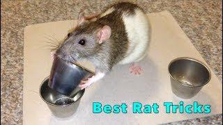 Shadow The Rat - Best Rat Tricks (Compilation)