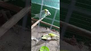 #birdlover से बजरी पेरत्का शुरूसे शुरुआत#birdlover#budgey#budgries#parrot#budgiegar#egg#short