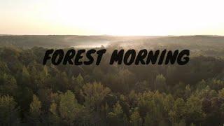 Forest Morning | Mind Relaxing Meditation Music | Nature Videos | Aesthetic Production | HD Videos