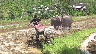 Traktor Sawah dan Kerbau membajak lahan yang berdampingan (Tractor and Buffalo)