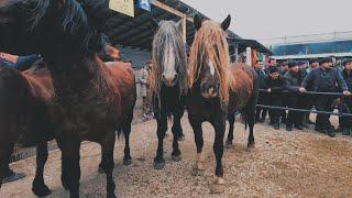 ОТ БОЗОР! КОННЫЙ РЫНОК УЗБЕКИСТАНА! HORSE MARKET!PFERDEMARKT