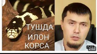 Tushda ilon ko'rsa Umar qori Tush tabiri Haqida Умар Кори Тушда илон корса