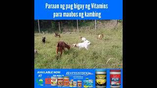 Paraan ng pag bigay ng Vitamins para maubos ng kambing