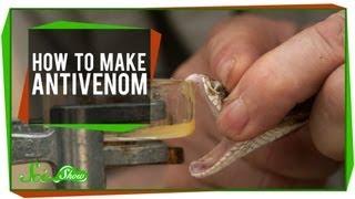 How To Make Antivenom