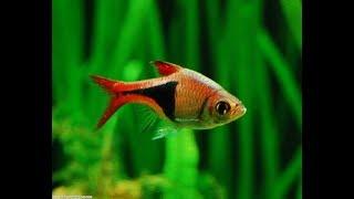 Top 20 Fish for Planted Aquariums  (Aquascaping)