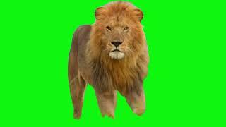 green screen lion walk video #greenscreen #greenscreenanimal #freegreenscreen #lionking