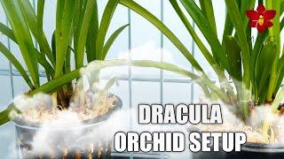 Repotting Dracula Orchids and Cool 'zone' setup improvements!