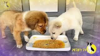 Funny Puppies Food Review  Petify TV Dogs Series 12  Puppies Food Review Channel Videos