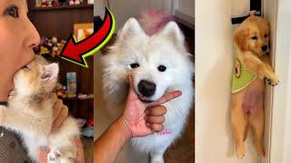 Funniest animals 2024  Best Dog and Cat video   Part  11