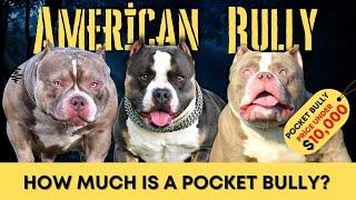 How Much Is A Pocket Bully: Could it be the most expensive Bully?