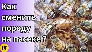 Замена породы пчел на пасеке Злые пчелы. Как сделать это 100% за один пчеловодный сезон.