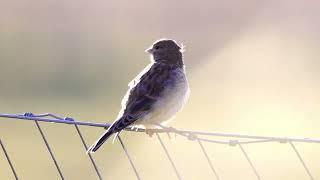 Linnet (Linaria cannabina) (F) - calling on wire fence @ Loch of Strathbeg