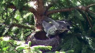 Лесной дрозд выращивает птенцов. Часть 9. A bird in the wild. Part 9. (Hylocichla mustelina).