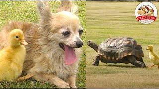 【検証】アヒルの雛は生まれて初めて見たものなら犬や亀やラジコンでも親だと思うのか!?遺伝的プログラムについて解説【どうぶつ奇想天外／WAKUWAKU】