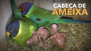 Criação de CABEÇA DE AMEIXA | Aves Exóticas | #BIRDTV