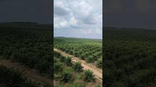 sawit pribadi harus lebih luas dari tanah perusahaan,,,... merdeka