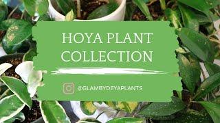 My Hoya Plant Collection!