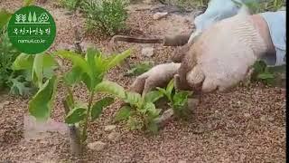 감나무재배방법