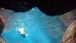 Otter-taucher, so graziös schwimmen unter dem Wasser. Выдра под водой.