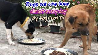 Dogs eat cow bone almost every day​ episode 394| By Dog Food TV