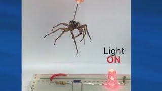 Dead spiders reanimated in Texas lab